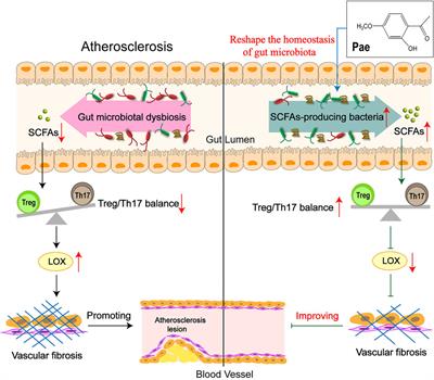 Paeonol Attenuated Vascular Fibrosis Through Regulating Treg/Th17 Balance in a Gut Microbiota-Dependent Manner